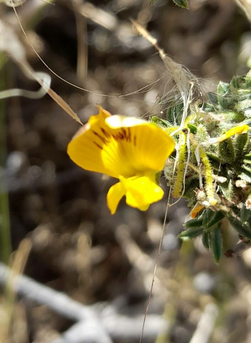 Adesmia adrianii flower