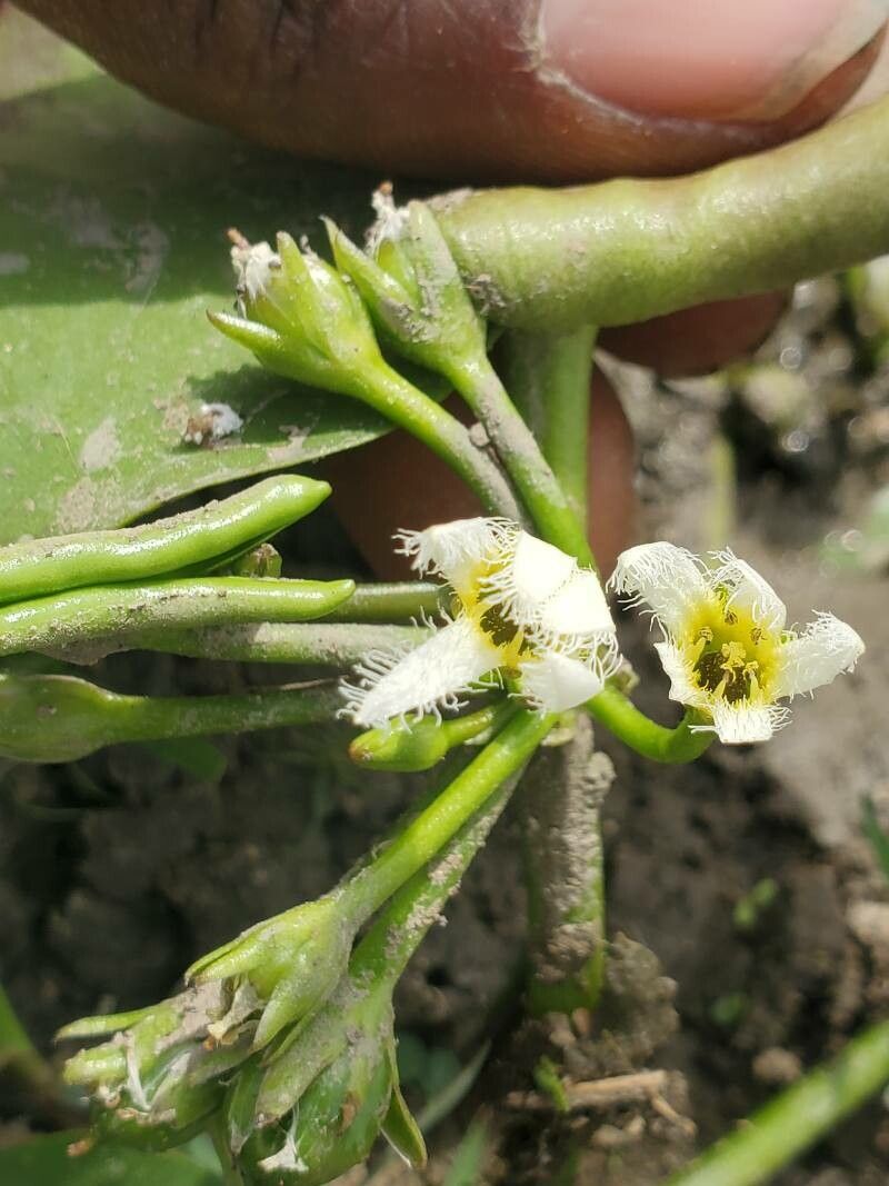 Nymphoides senegalensis bark