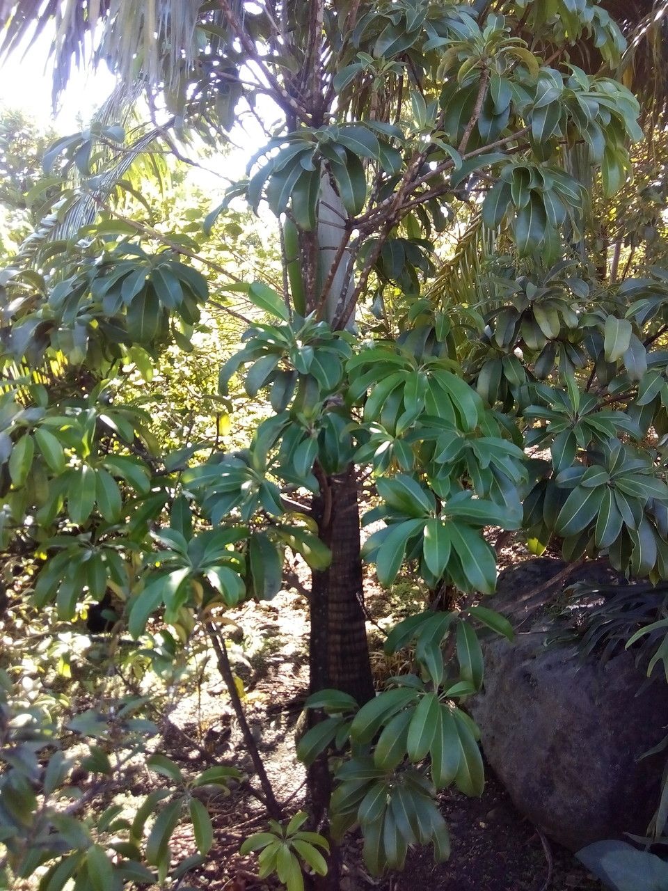Sideroxylon majus habit
