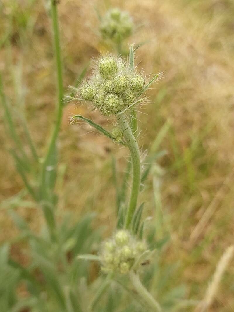 Pilosella echioides flower