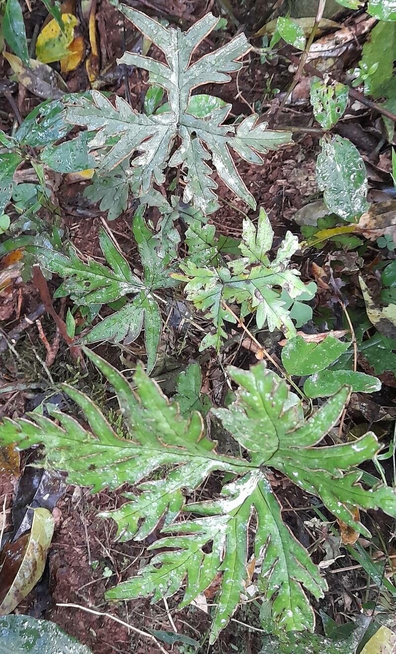 Hemionitis querquobadii habit