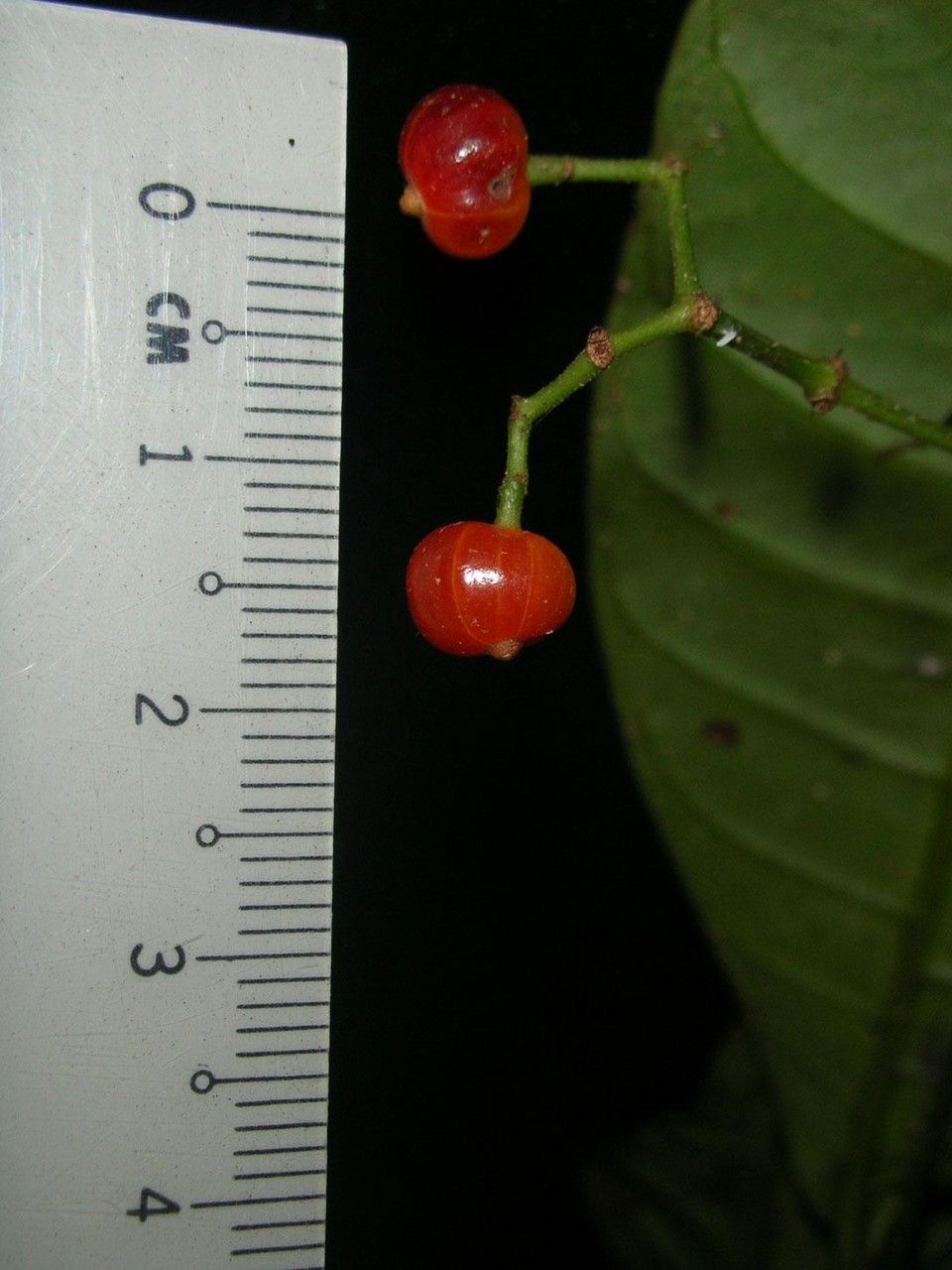 Psychotria laselvensis fruit