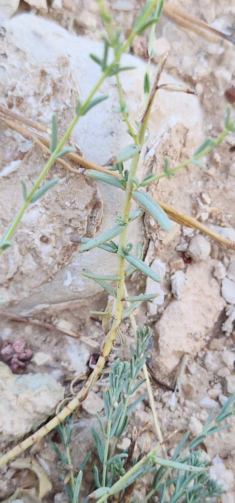 Hypericum helianthemoides leaf