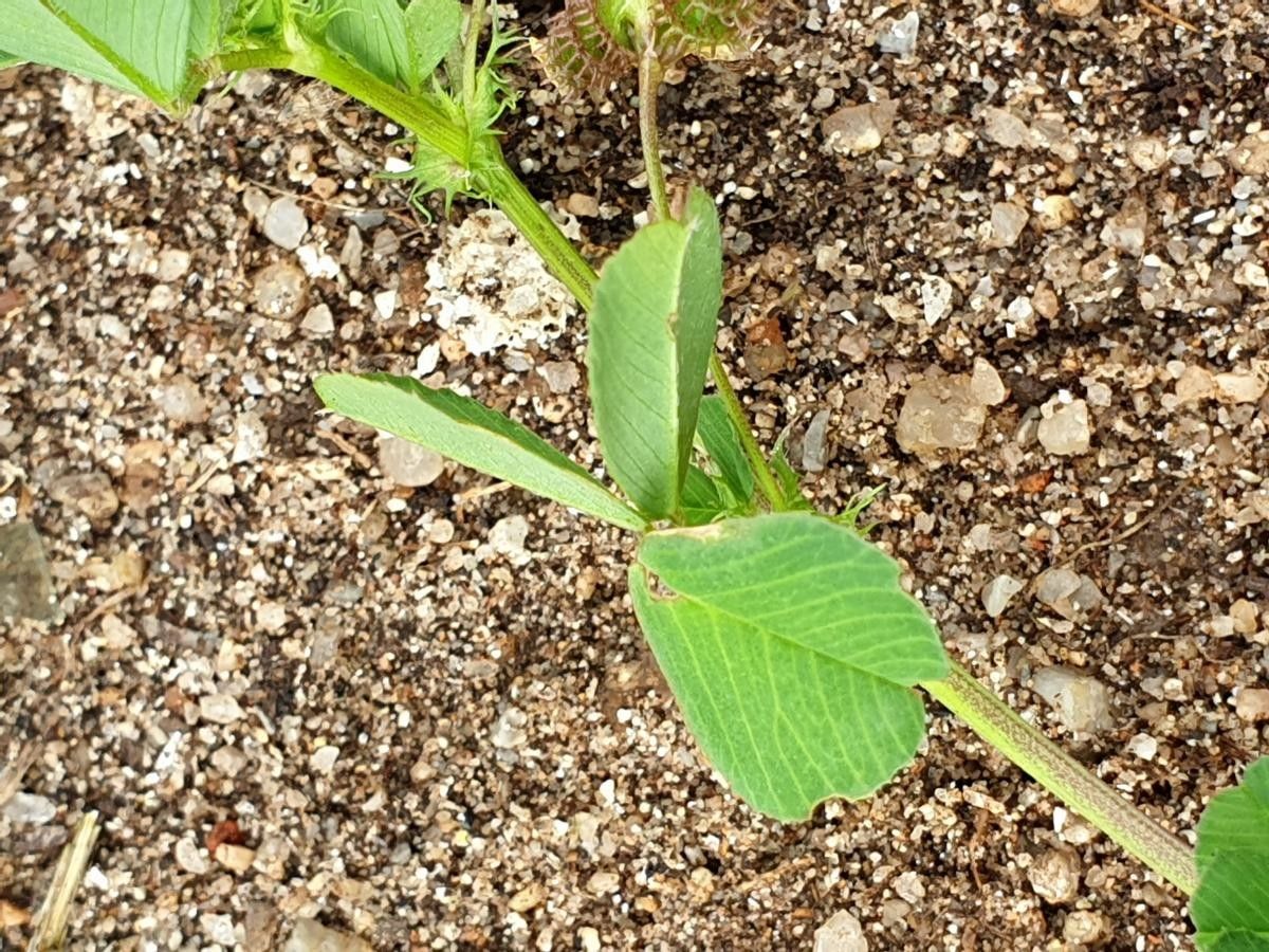 Medicago praecox leaf
