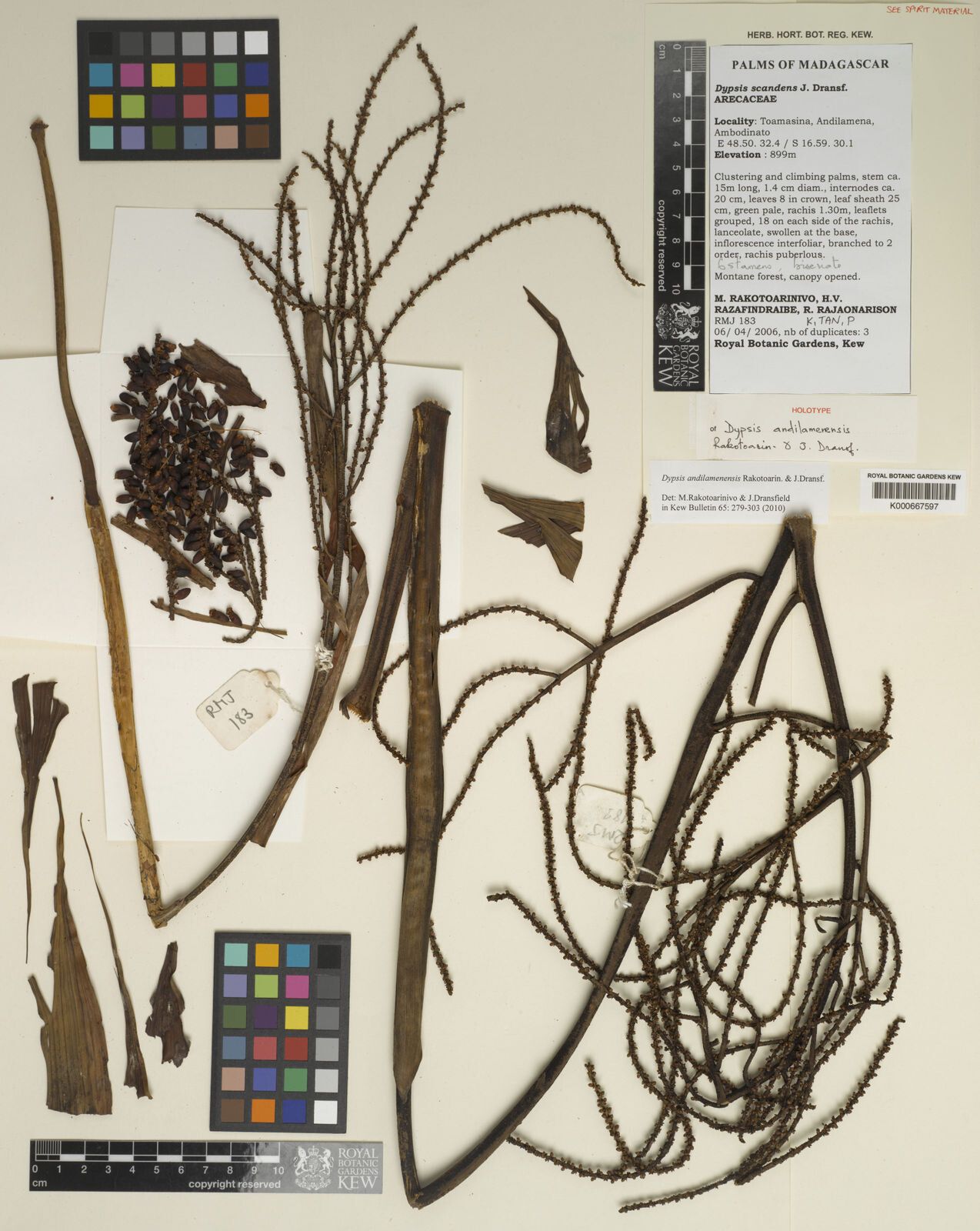 Dypsis andilamenensis