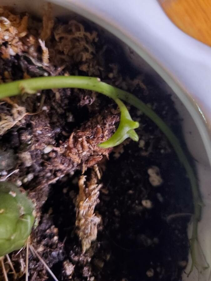 Senecio peregrinus fruit