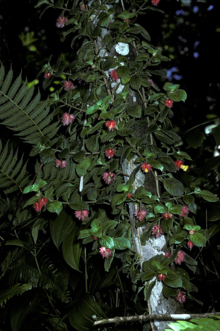 Columnea grisebachiana habit