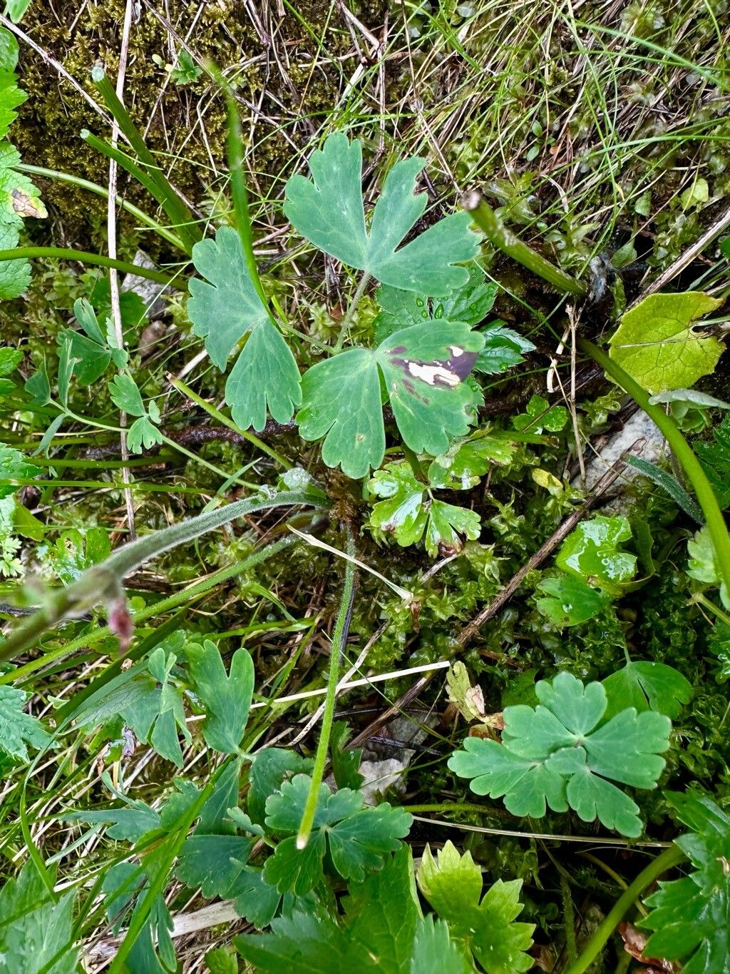 Aquilegia transsilvanica leaf