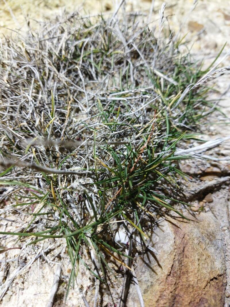 Puccinellia fasciculata — related species from the same genus