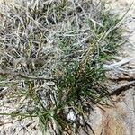 Puccinellia fasciculata