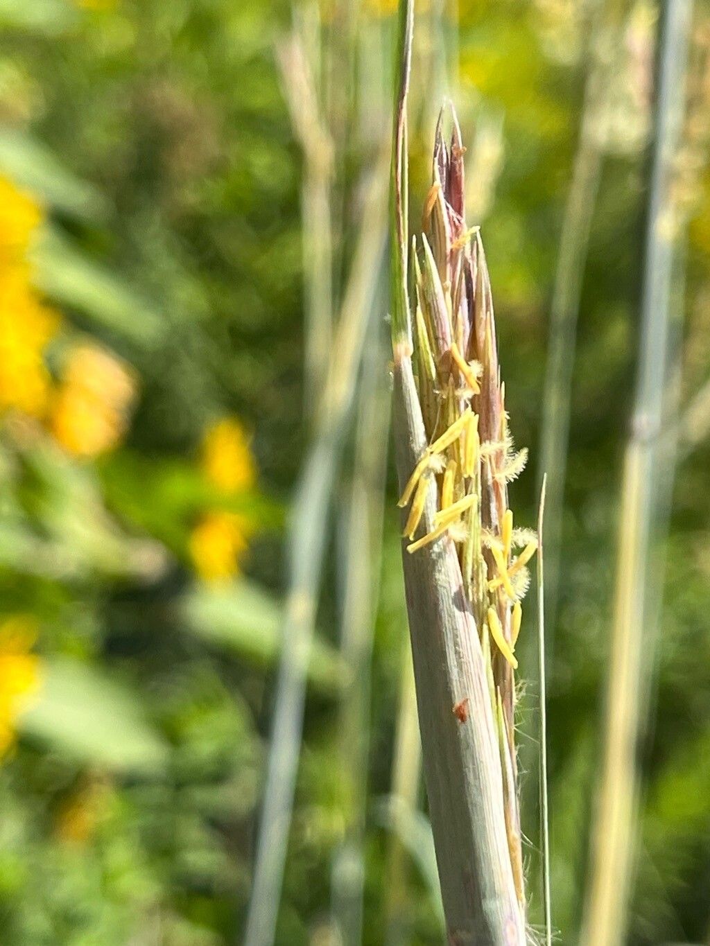 Andropogon hallii flower