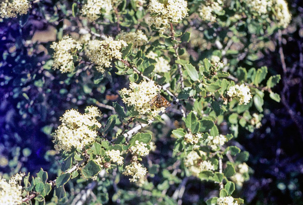 Ceanothus cuneatus flower