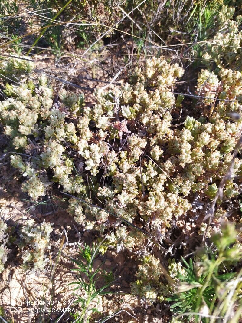 Psilocarphus tenellus — clay tolerant houseplant