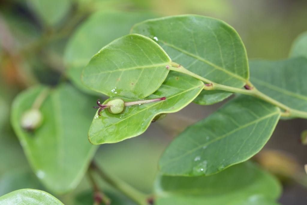 Phyllanthus natoensis habit