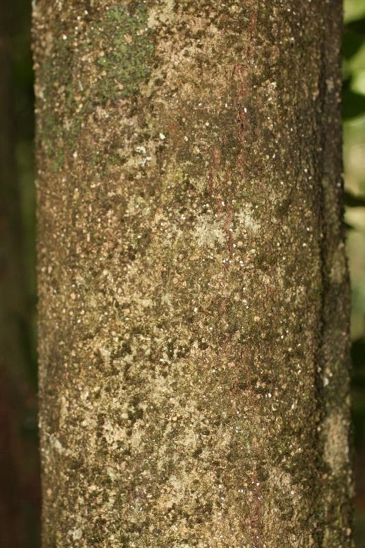 Licania parvifructa bark