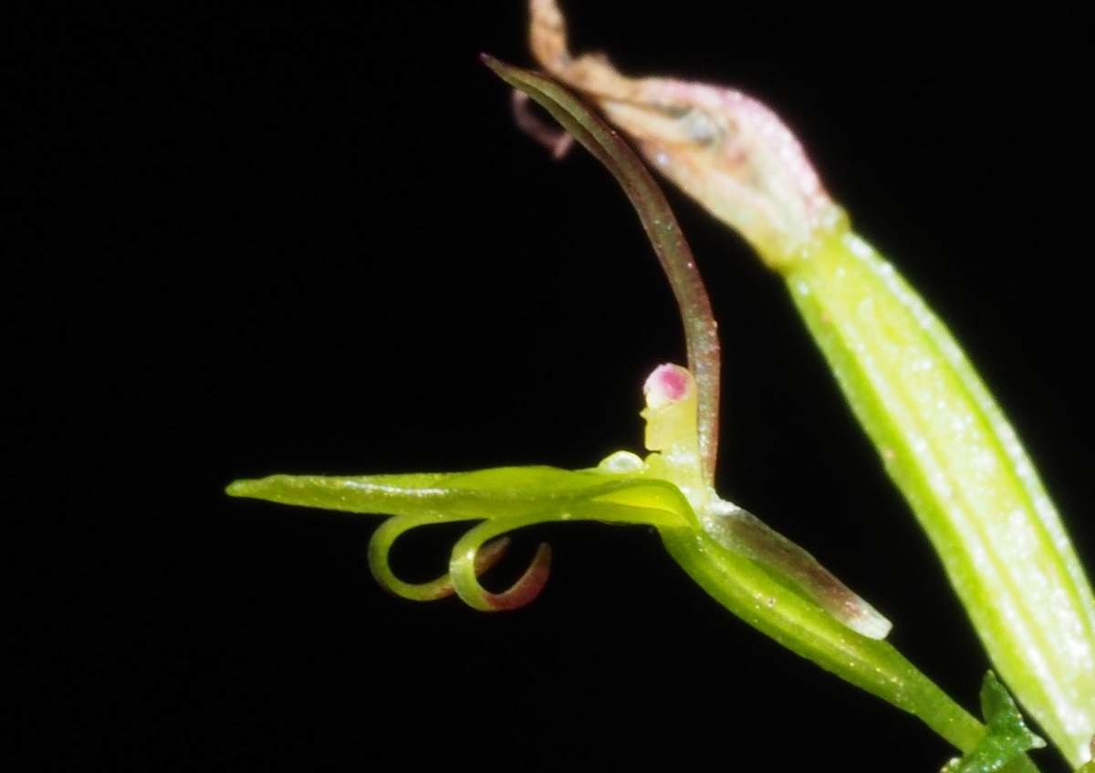 Acianthus aegeridantennatus bark