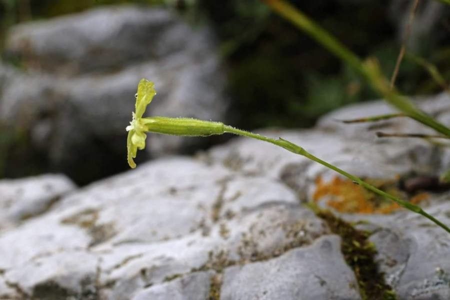 Silene flavescens flower