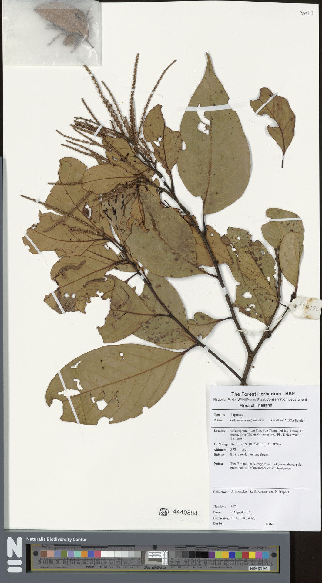 Lithocarpus polystachyus other