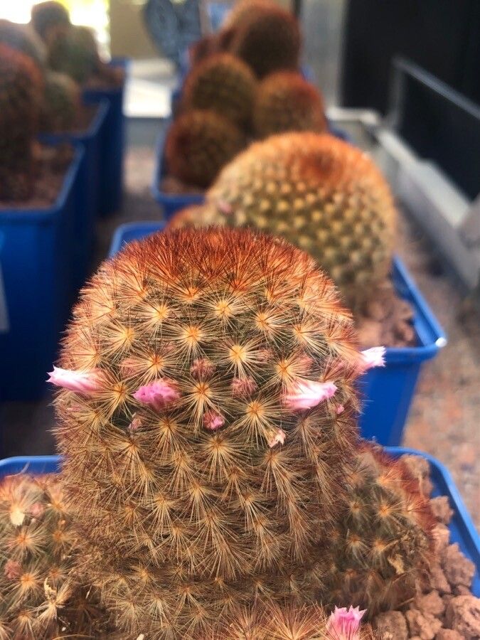 Mammillaria carmenae — search result for 'Mammillaria'