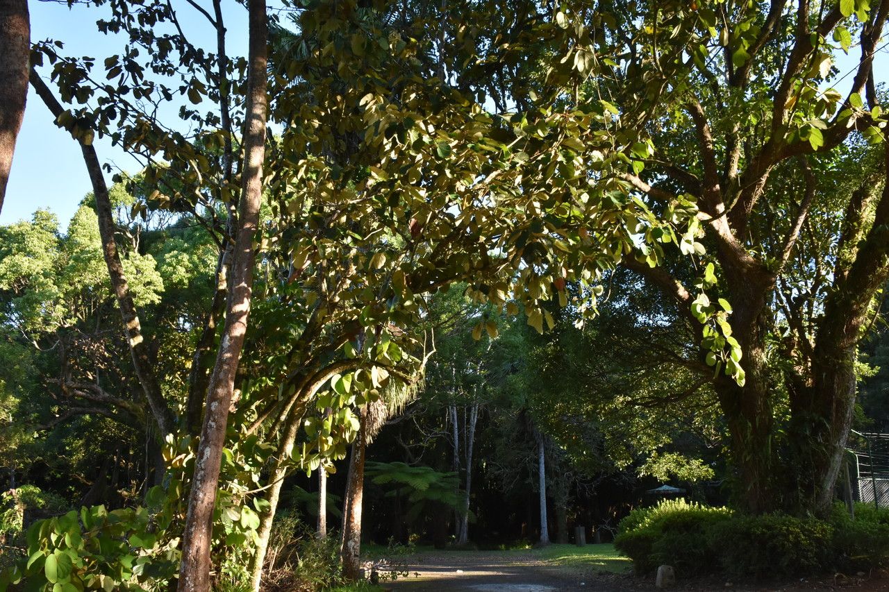 Bauhinia vahlii habit