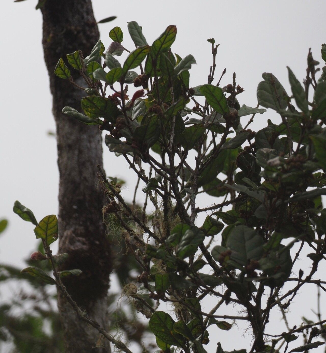 Vitex humbertii — houseplant care guide