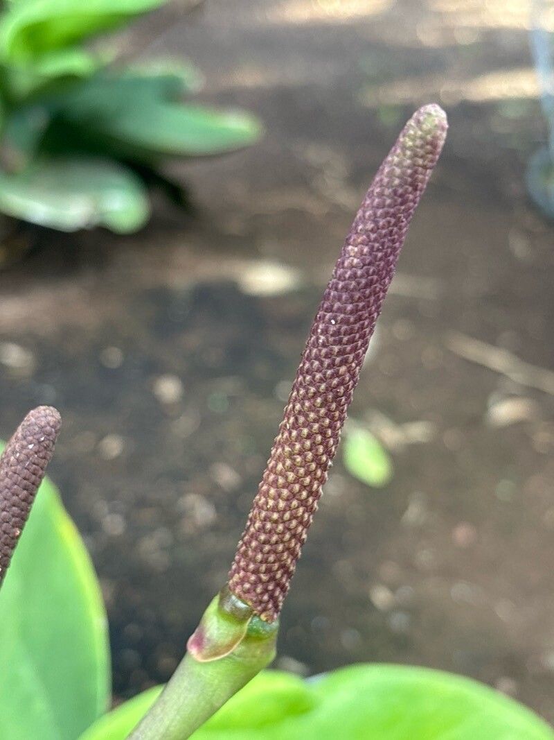 Anthurium maricense flower