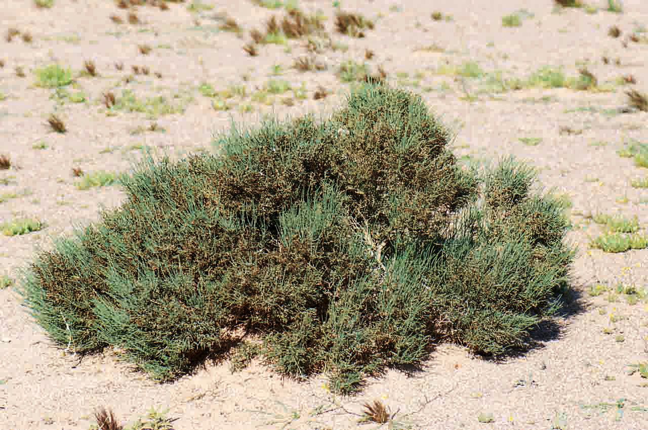 Hammada scoparia habit