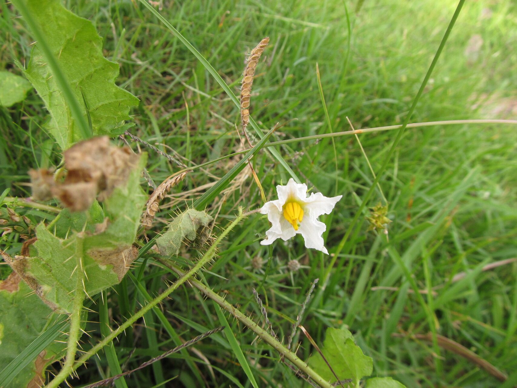 Solanum reineckii flower