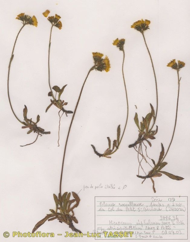 Pilosella corymbuloides habit