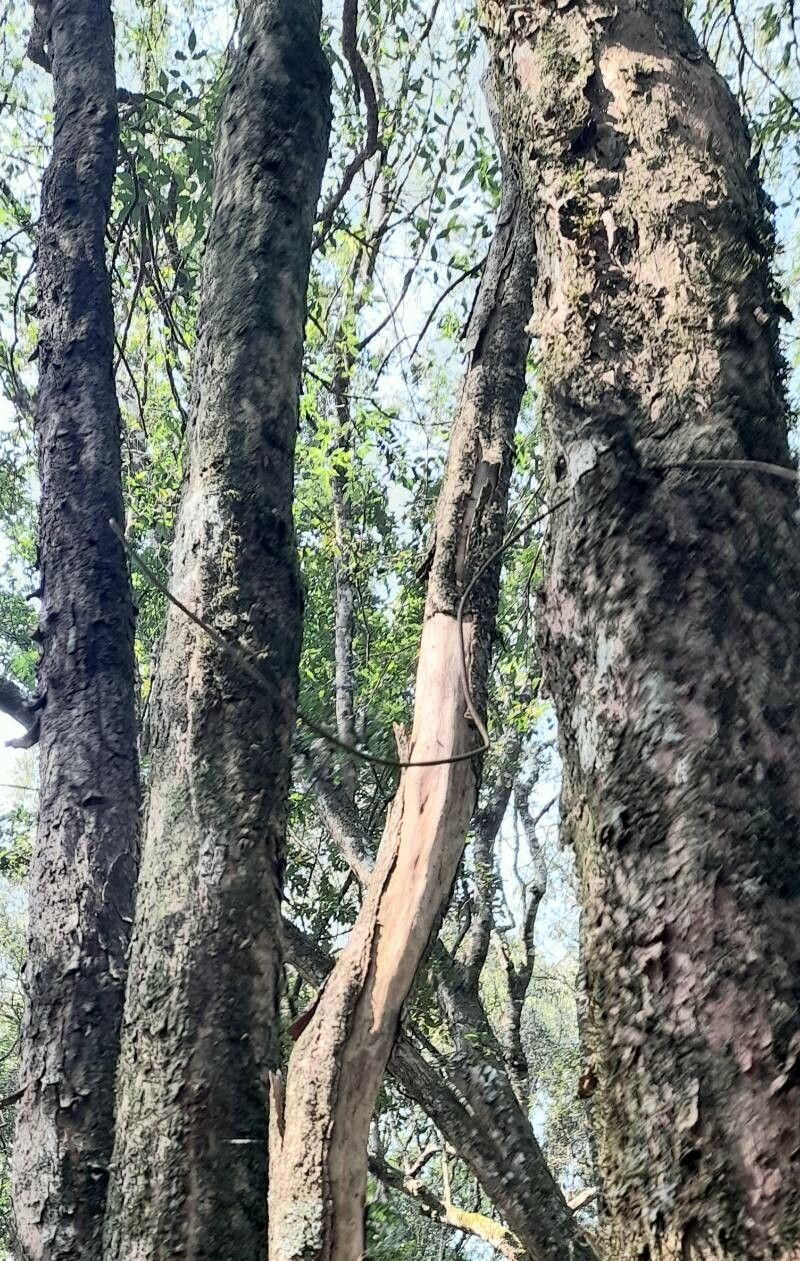 Aralia warmingiana bark
