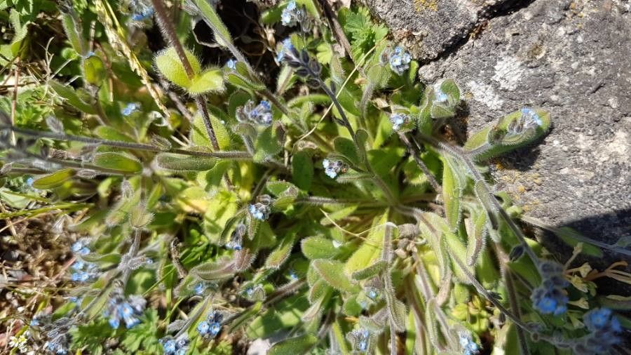 Myosotis pusilla flower