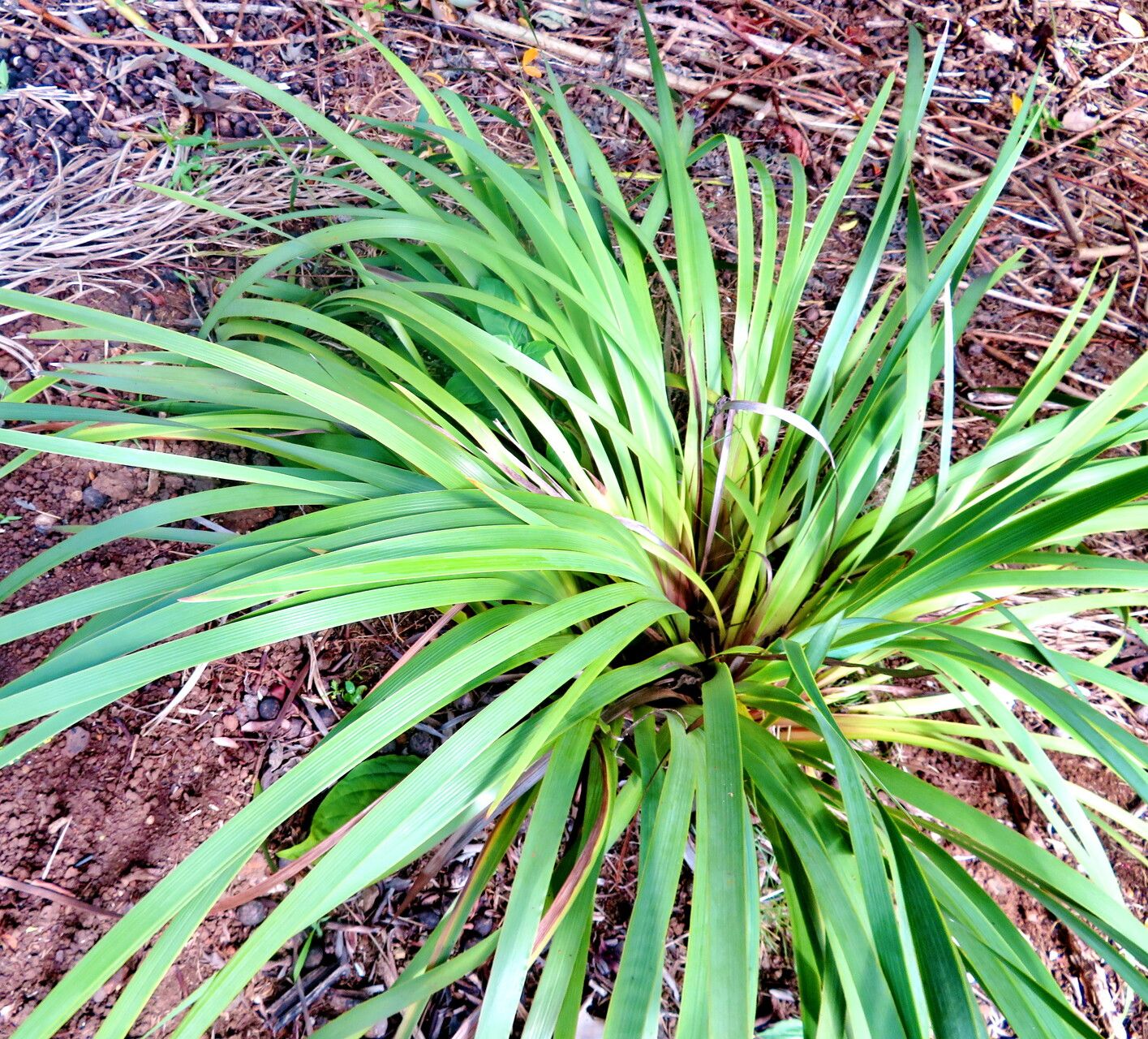 Sisyrinchium palmifolium — pet friendly houseplant