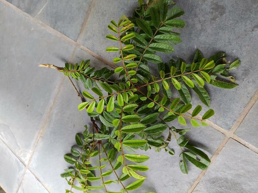 Spondias expeditionaria leaf