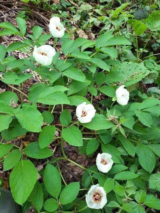 Paeonia obovata flower