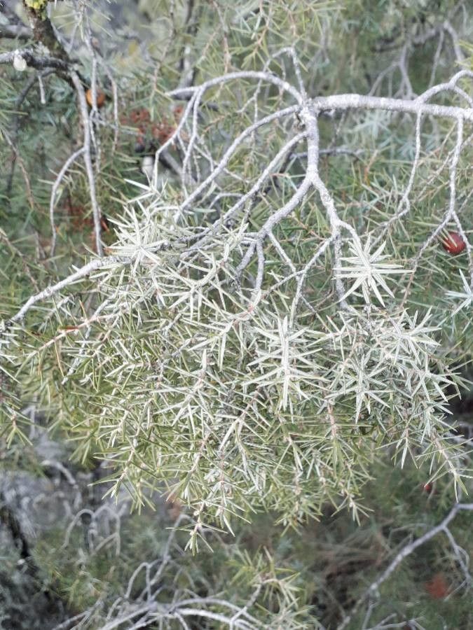 Juniperus oxycedrus — search result for 'Juniperus'