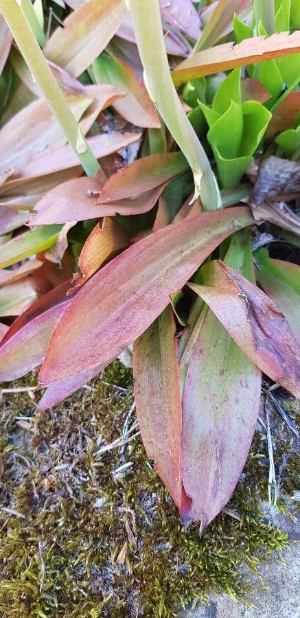 Helonias bullata — houseplant care guide