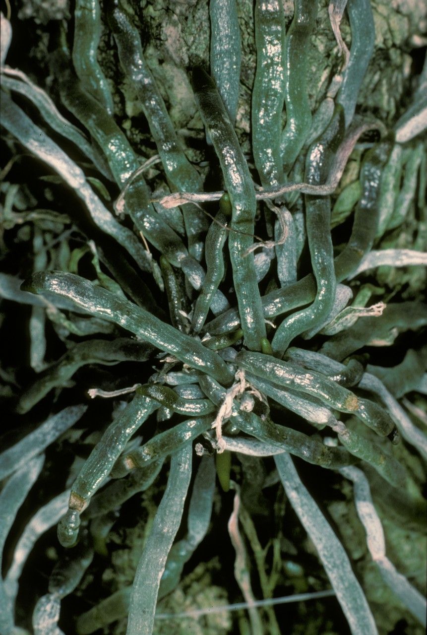 Chiloschista segawae — houseplant care guide