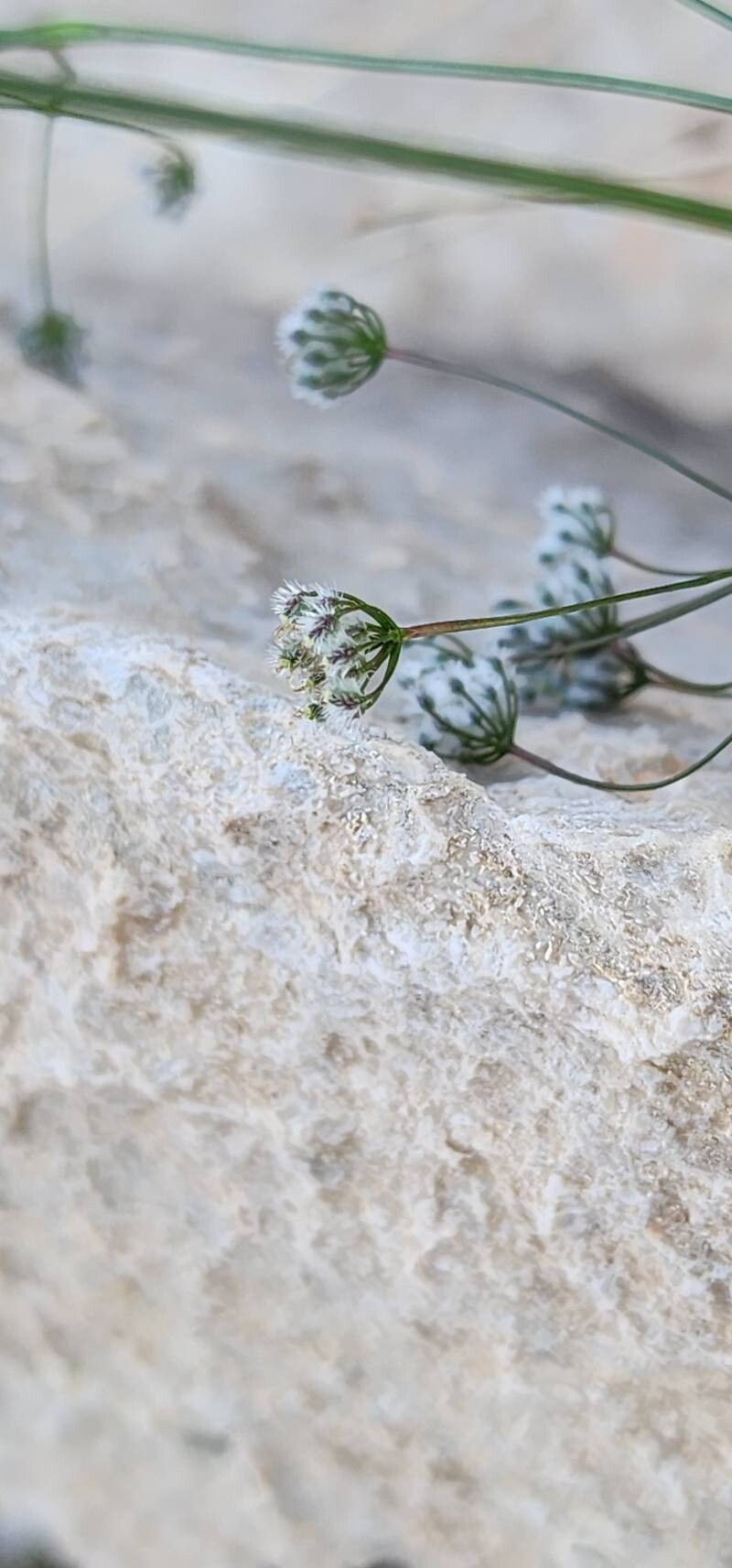 Pimpinella barbata fruit