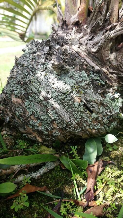 Zamia furfuracea bark