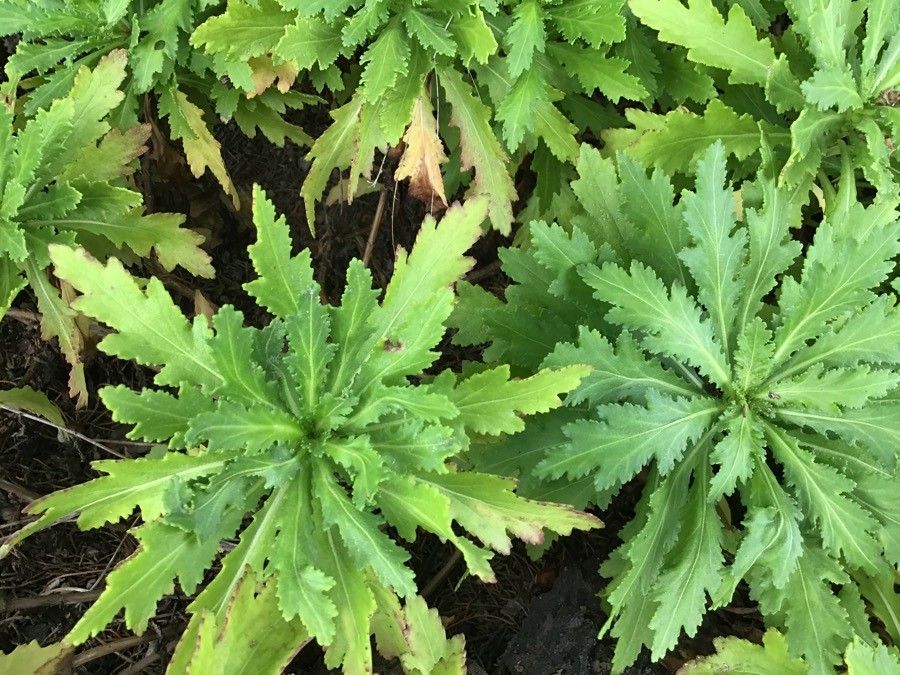 Descurainia artemisioides leaf