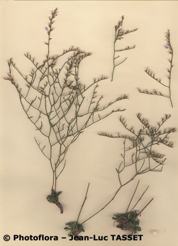 Limonium ruizii habit