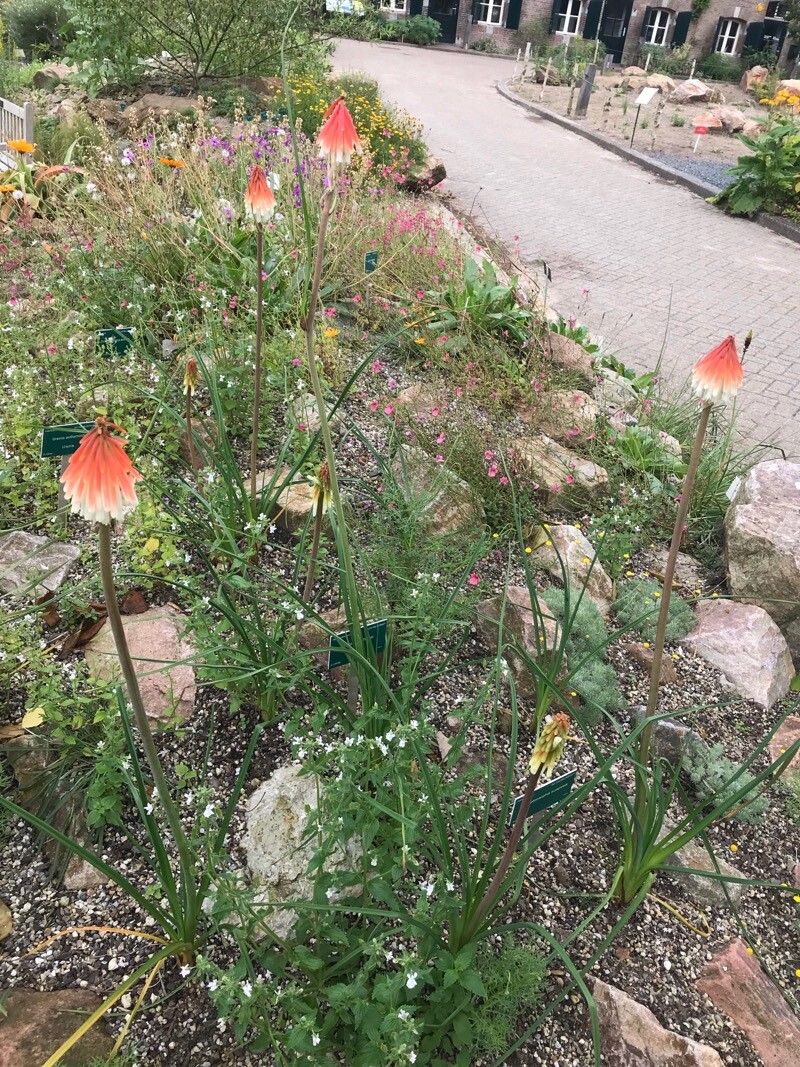 Kniphofia thodei habit