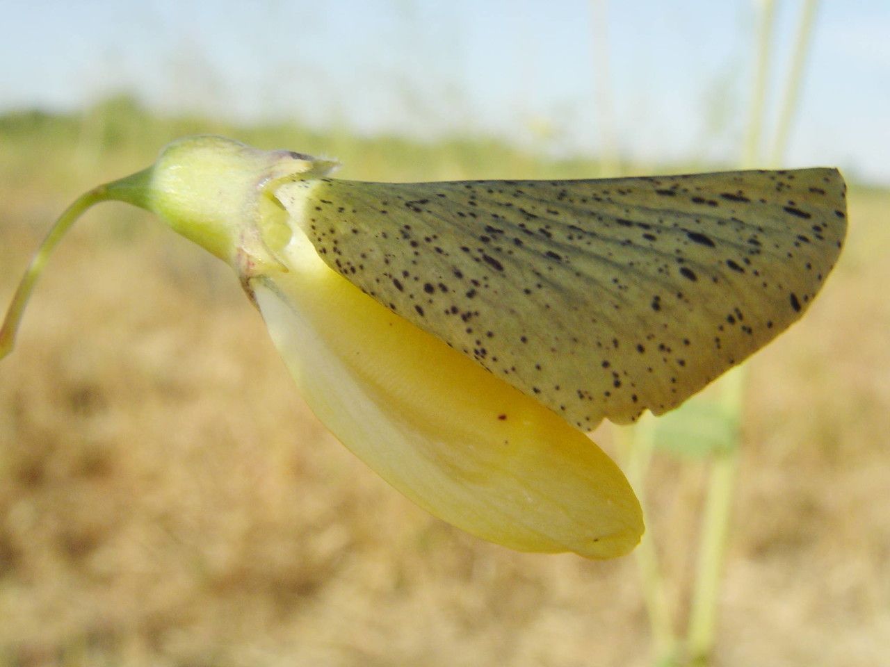 Sesbania pachycarpa — search result for 'Sesbania'
