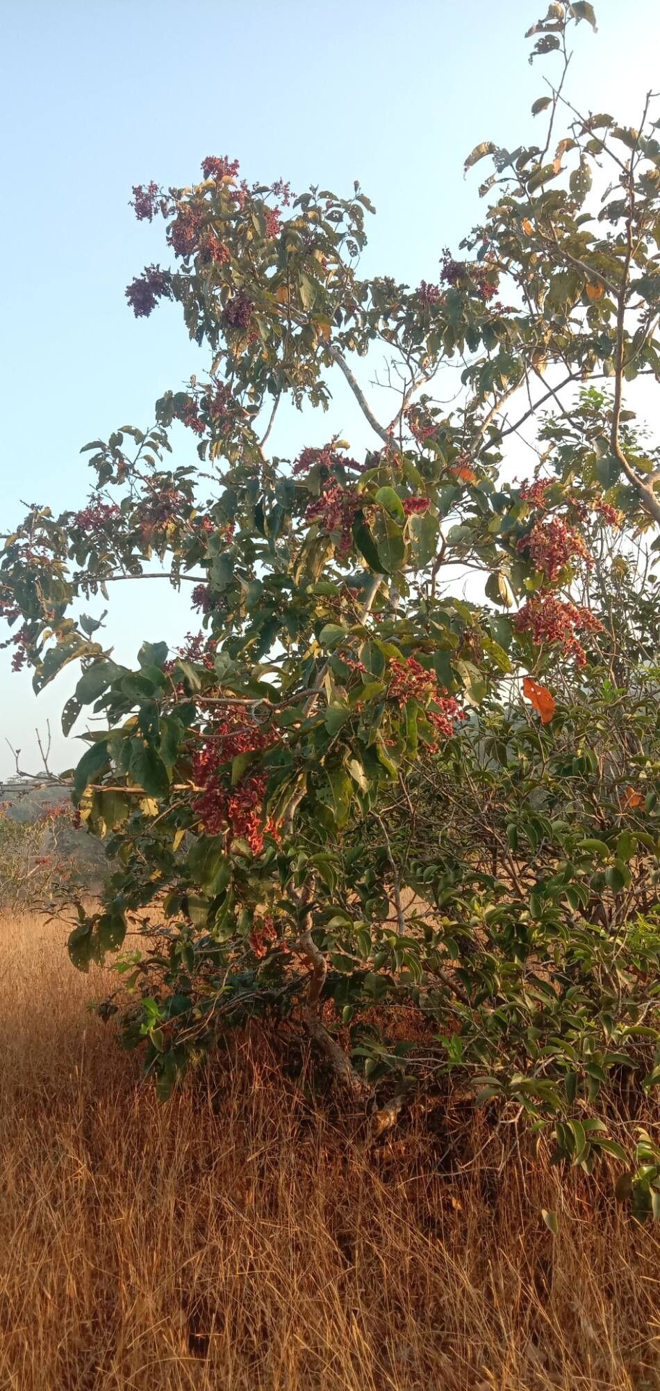 Terminalia paniculata habit