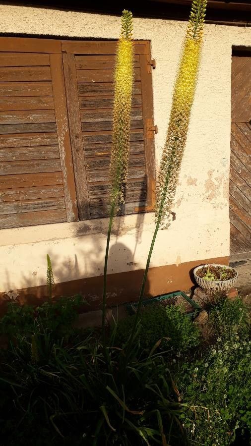 Eremurus stenophyllus habit