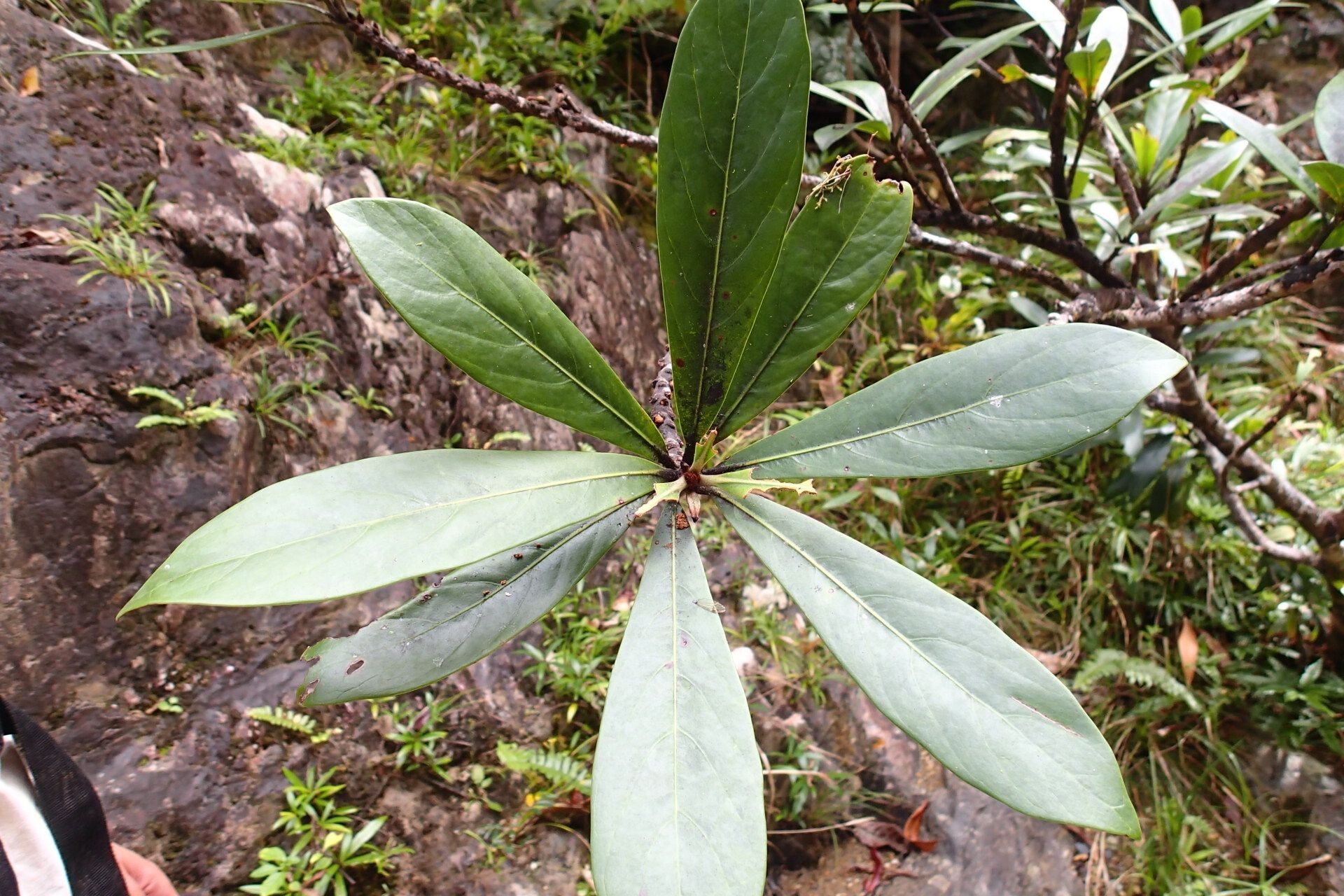 Planchonella saligna — houseplant care guide