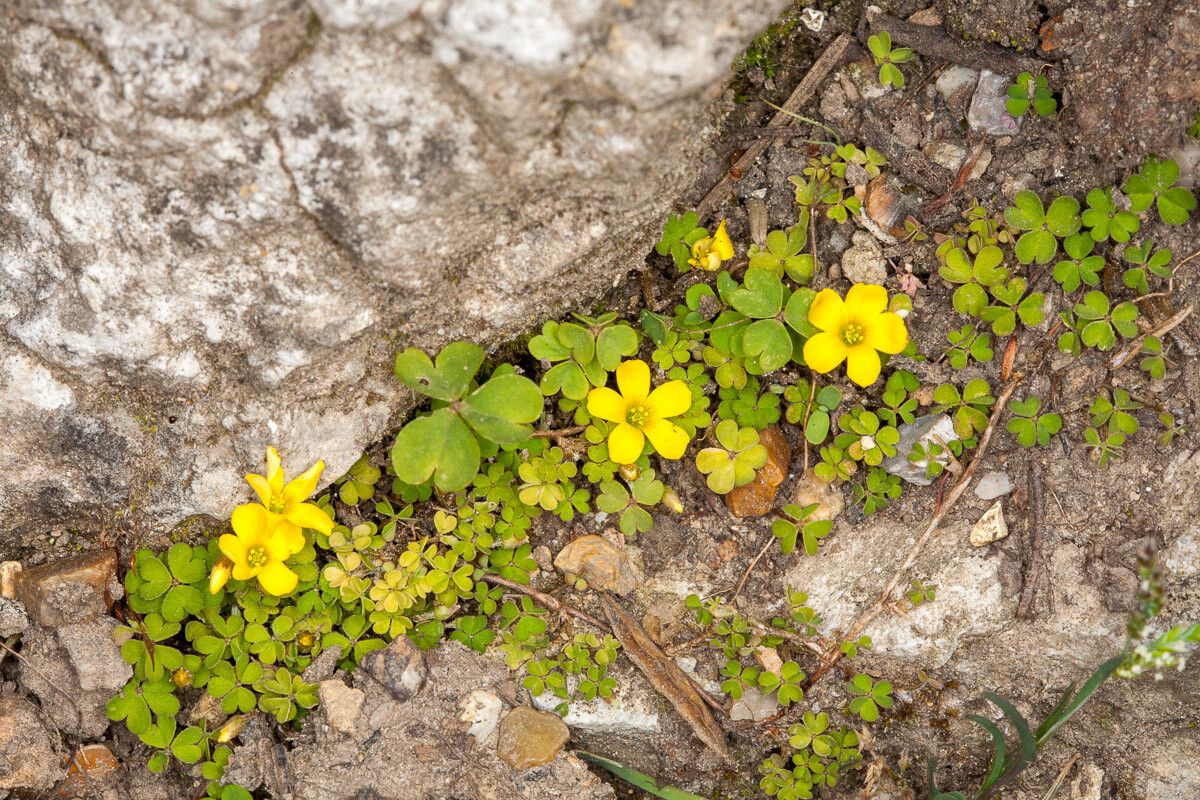 Oxalis exilis flower