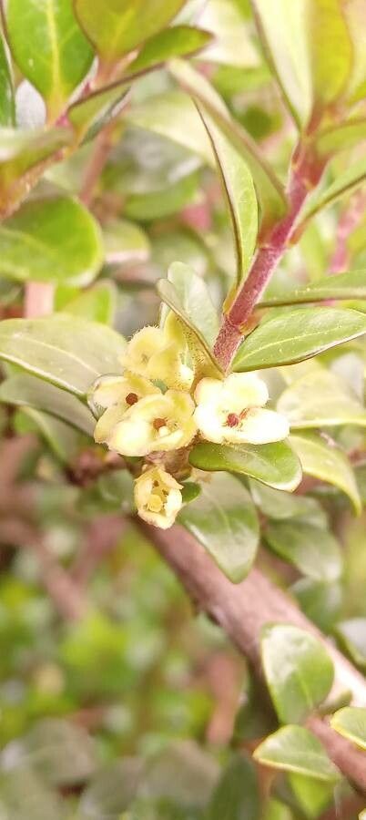 Lonicera nitida flower