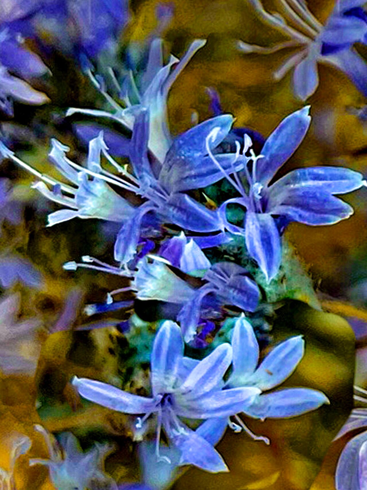 Eriastrum eremicum — related species from the same genus