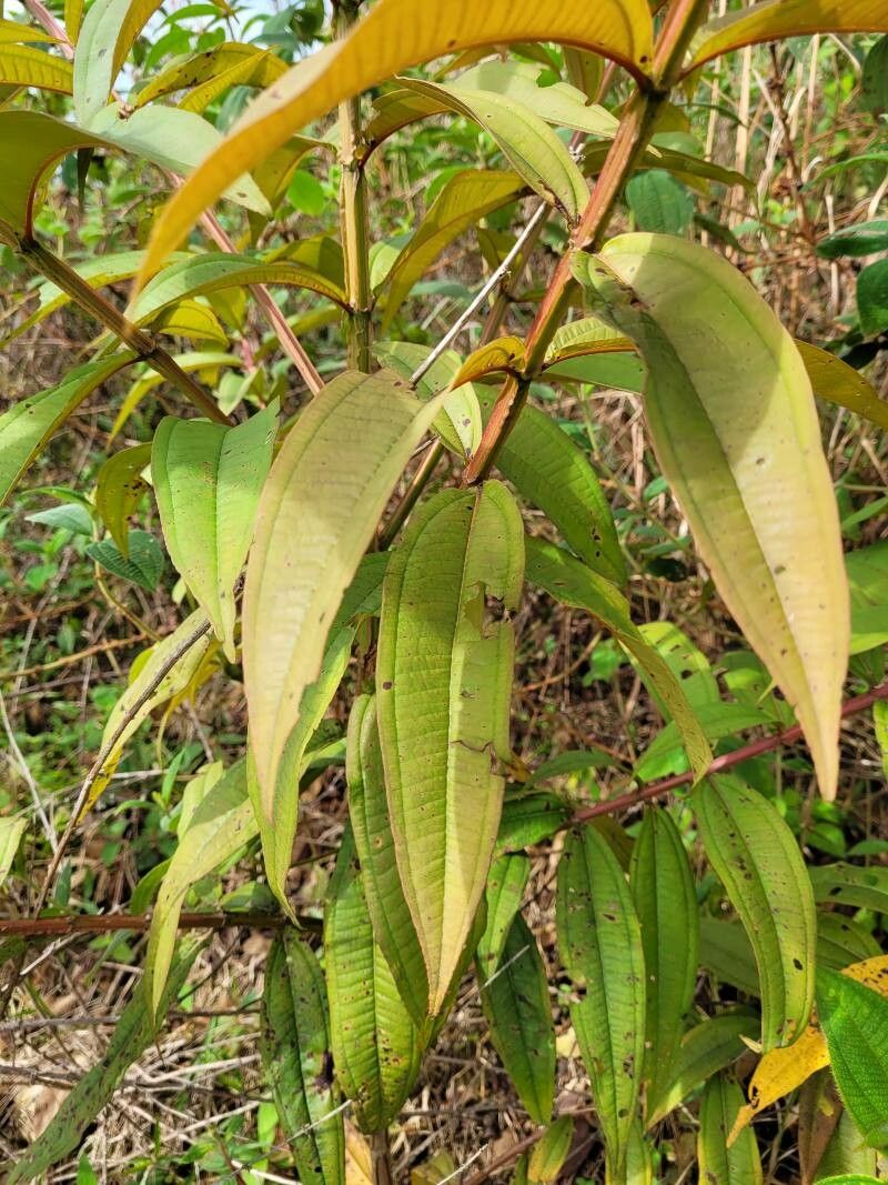Miconia monteleagreana leaf